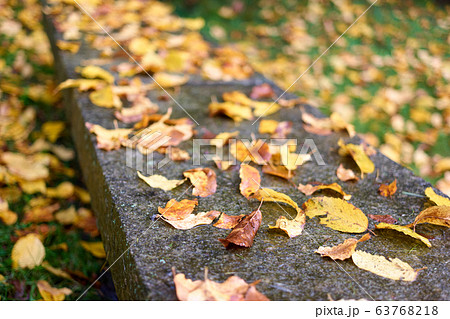 Yellow autumn leaves fallen on concrete after heavy rain. Yellow autumn leaves fallen on concrete after heavy rain. 63768218