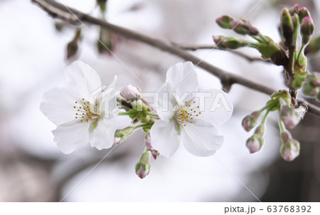 春 さくら 5分咲き 春 さくら 5分咲き 63768392