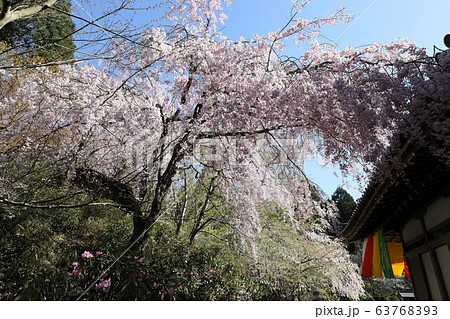 三千院の桜 63768393