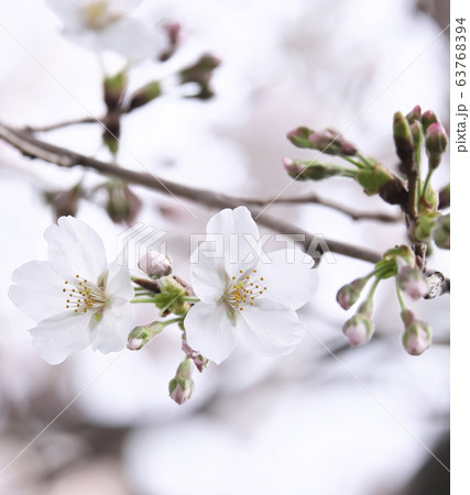 春　さくら　5分咲き 63768394