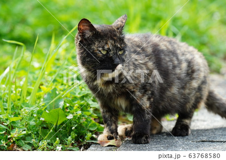 猫・野良猫・錆柄・子猫・三月・よく泣く・コサビ 猫・野良猫・錆柄・子猫・三月・よく泣く・コサビ 63768580