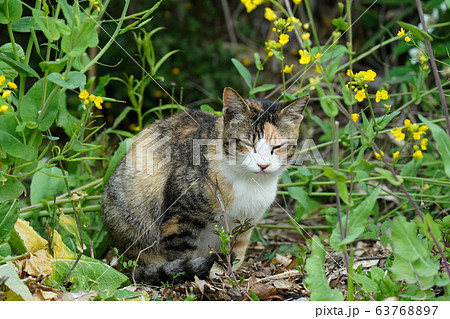 猫 野良猫 三毛猫 美人三毛 鋭い眼つき 妊婦さん 三月の写真素材