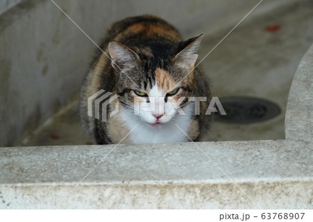猫 野良猫 三毛猫 美人三毛 鋭い眼つき 妊婦さん 三月の写真素材