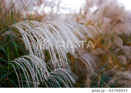 Grass fountain close up. Grass fountain close up. 63769055