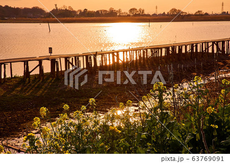 夕陽に照らされる菜の花 夕陽に照らされる菜の花 63769091