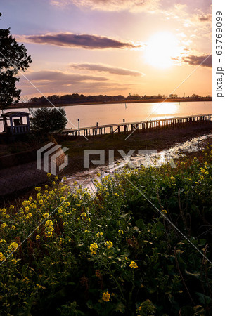 夕陽に照らされる菜の花 夕陽に照らされる菜の花 63769099