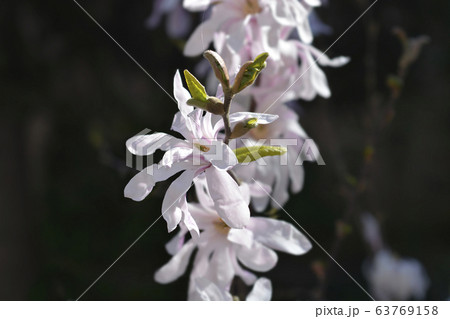 Star magnolia Star magnolia 63769158