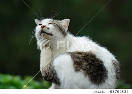 猫・野良猫・白トビ・末女・妊婦・三月 63769382