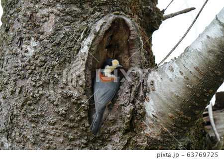 桜の木 ヤマガラ 三月 巣作り 断念 桜の写真素材