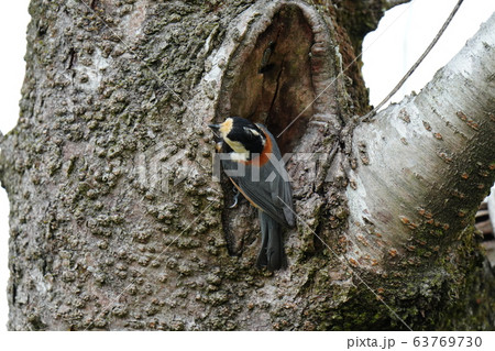 桜の木・ヤマガラ・三月・巣作り・断念・桜 63769730