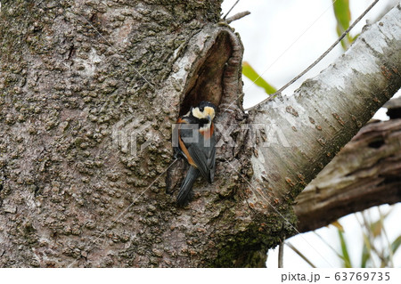 桜の木・ヤマガラ・三月・巣作り・断念・桜 63769735