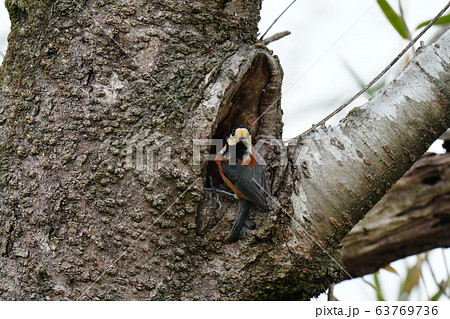 桜の木・ヤマガラ・三月・巣作り・断念・桜 63769736