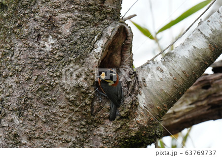 桜の木・ヤマガラ・三月・巣作り・断念・桜 63769737