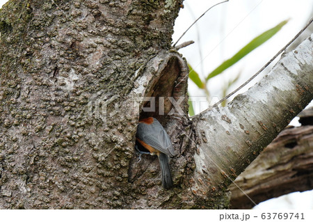 桜の木・ヤマガラ・三月・巣作り・断念・桜 63769741