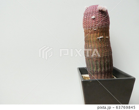 紫太陽/エキノケレウス 63769845