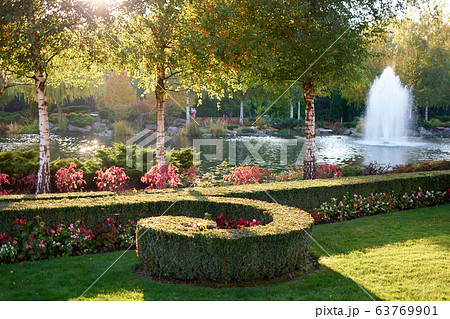 Shaved decorative bushes in a city park. 63769901