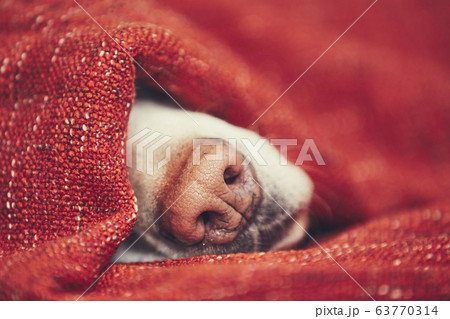 Dog sleeping wrapped in blanket 63770314