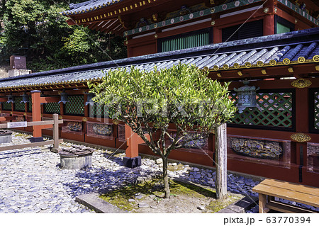 (静岡県)久能山東照宮 家康公お手植え蜜柑の子樹 (静岡県)久能山東照宮 家康公お手植え蜜柑の子樹 63770394
