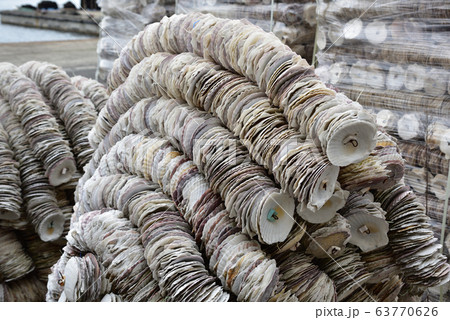 日本の岡山県備前市の頭島の養殖牡蠣殻 63770626
