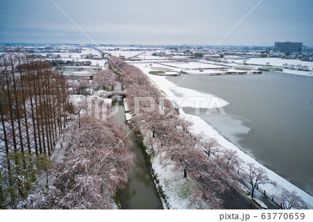 珍しい雪景色の中の美しい満開の伊佐沼の桜 埼玉県川越市(ドローンによる空撮) 珍しい雪景色の中の美しい満開の伊佐沼の桜 埼玉県川越市(ドローンによる空撮) 63770659