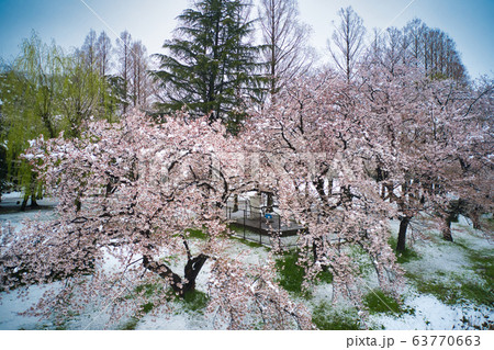 珍しい雪景色の中の美しい満開の伊佐沼の桜 埼玉県川越市(ドローンによる空撮) 珍しい雪景色の中の美しい満開の伊佐沼の桜 埼玉県川越市(ドローンによる空撮) 63770663