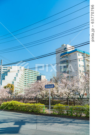 日本の春 東京都板橋区 石神井川緑道沿いの桜並木 日本の春 東京都板橋区 石神井川緑道沿いの桜並木 63770766