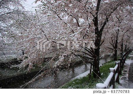 雪景色の中の新河岸川沿いの美しい満開の桜　埼玉県川越市 63770783