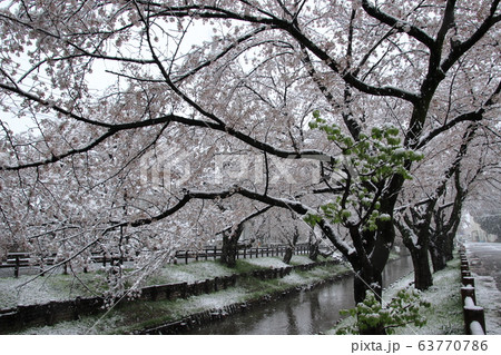雪景色の中の新河岸川沿いの美しい満開の桜 埼玉県川越市 雪景色の中の新河岸川沿いの美しい満開の桜 埼玉県川越市 63770786