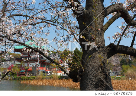 上野公園の桜 63770879