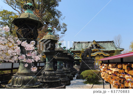 上野公園の桜 上野公園の桜 63770883
