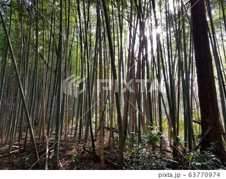 竹林の木漏れ日 竹林の木漏れ日 63770974