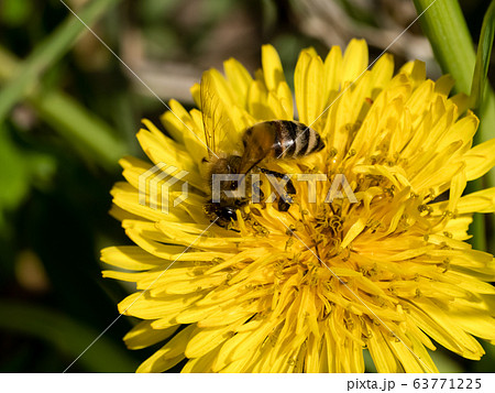 タンポポ×ミツバチ 63771225