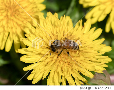 タンポポ×ミツバチ タンポポ×ミツバチ 63771241