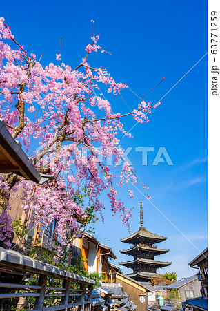 《京都府》八坂の塔と桜 63771259