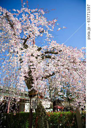 伏見長建寺の桜2020 63771397