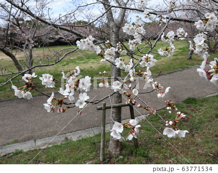 神戸市西区　公園　さくら 63771534