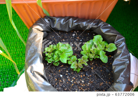 袋栽培 ジャガイモの目 ガーデニング 家庭菜園の写真素材