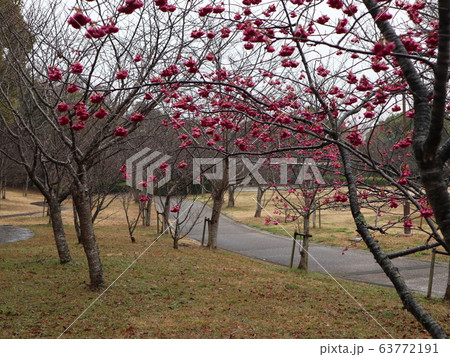 神戸市 西区 公園 さくら 神戸市 西区 公園 さくら 63772191