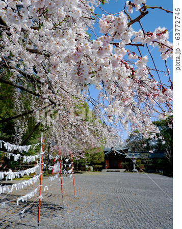 近江神宮の枝垂れ桜 近江神宮の枝垂れ桜 63772746