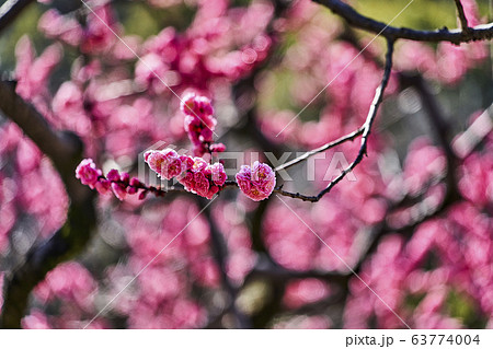 小牧山の梅の花の写真素材