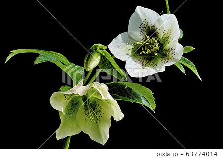 クリスマスローズ 63774014