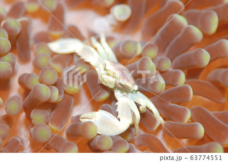 白いカニの写真素材