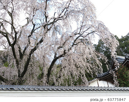 千光寺 千光寺 63775847