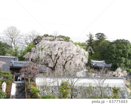 千光寺 63775883
