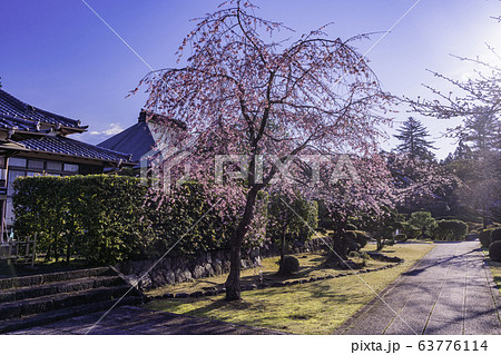 (静岡県)枝垂れ桜咲いた、大石寺・塔中参道 (静岡県)枝垂れ桜咲いた、大石寺・塔中参道 63776114