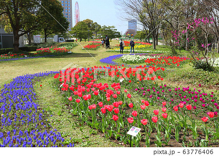 お台場、シンボルプロムナード公園のチューリップの花。流れの花壇(3月)東京都江東区 お台場、シンボルプロムナード公園のチューリップの花。流れの花壇(3月)東京都江東区 63776406