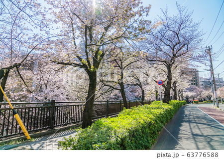 日本の春 東京都板橋区 石神井川緑道沿いの桜並木 63776588
