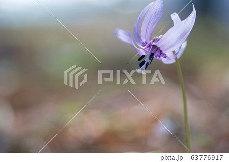 カタクリ 63776917