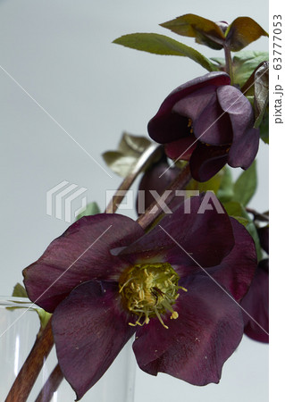 Close-up of several colors of purple hellebore in Close-up of several colors of purple hellebore in 63777053