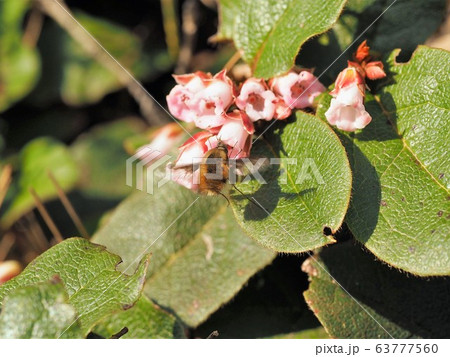 イワナシを訪れたビロウドツリアブ イワナシを訪れたビロウドツリアブ 63777560